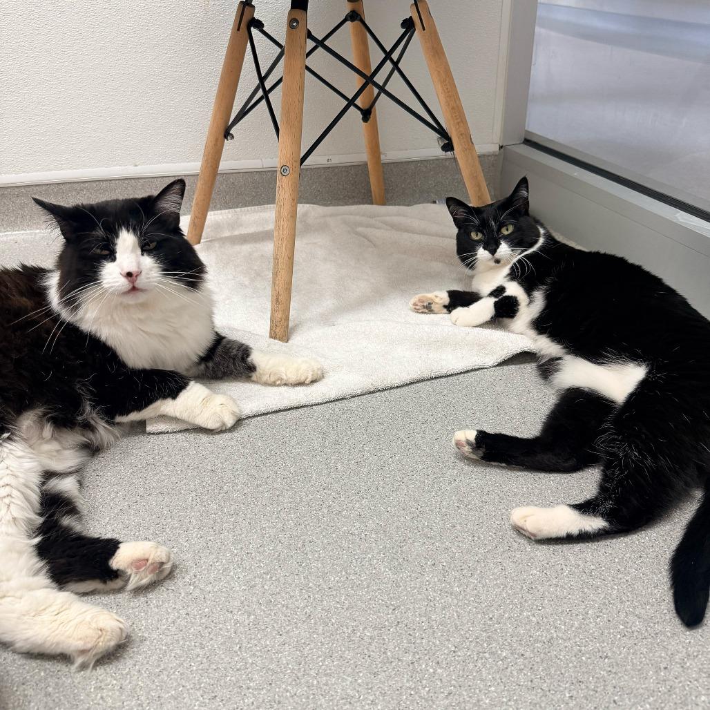 Enlarge Catzilla, a Adoptable Domestic Short Hair in Murray, UT image 6/6