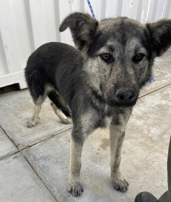 Enlarge Baxter, a Adoptable mixed breed in Victorville, CA image 1/1