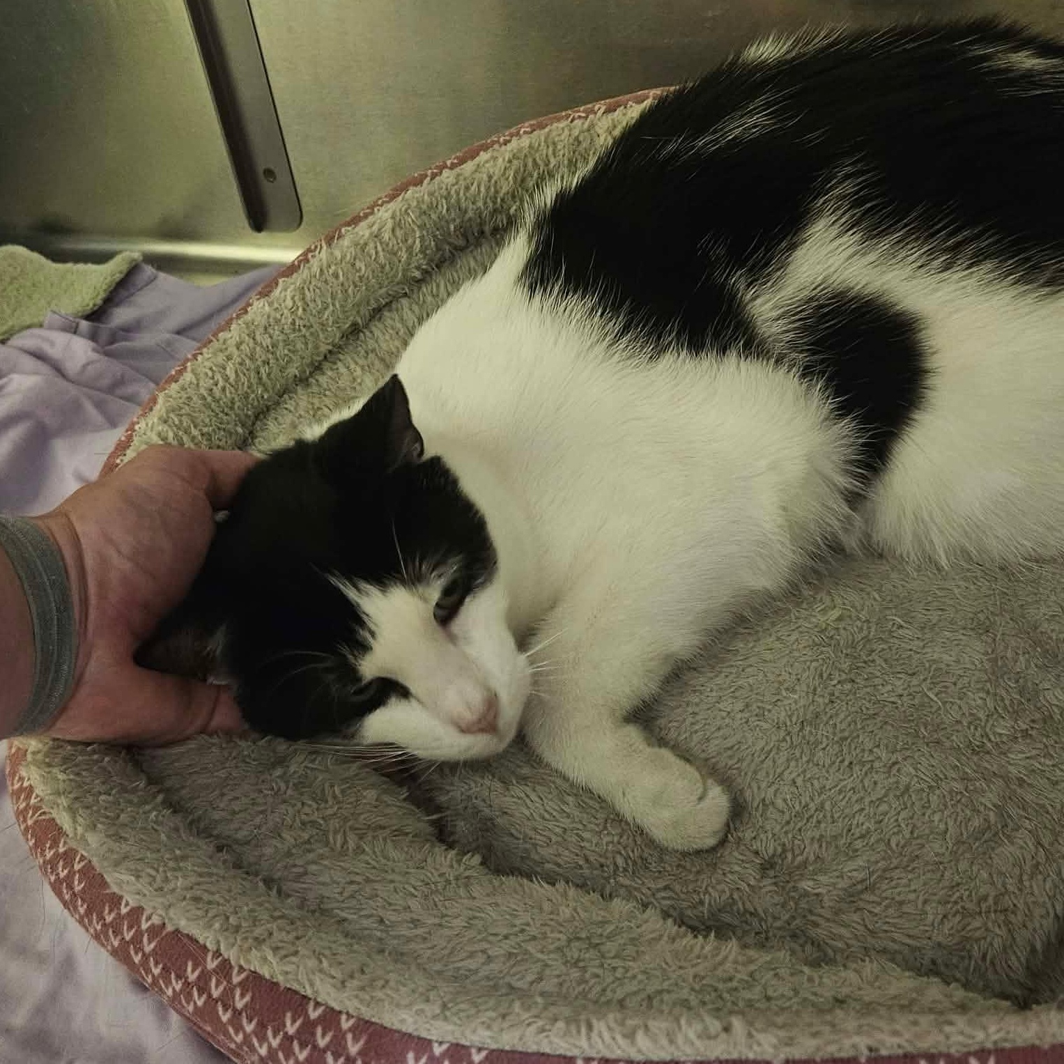 Cosmo, a Adoptable Domestic Short Hair in Richboro, PA image 3/3