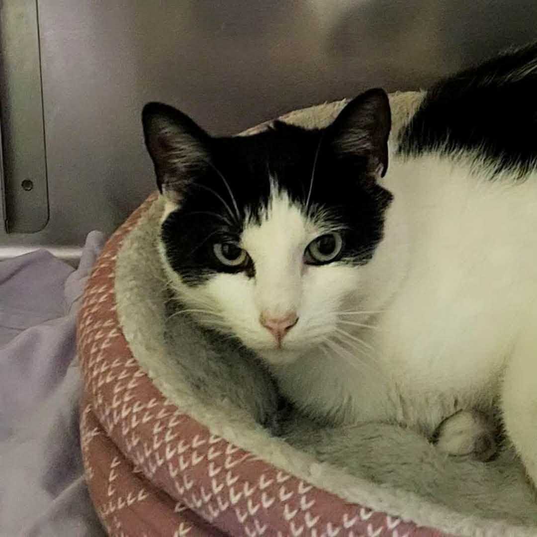 Cosmo, a Adoptable Domestic Short Hair in Richboro, PA image 2/3