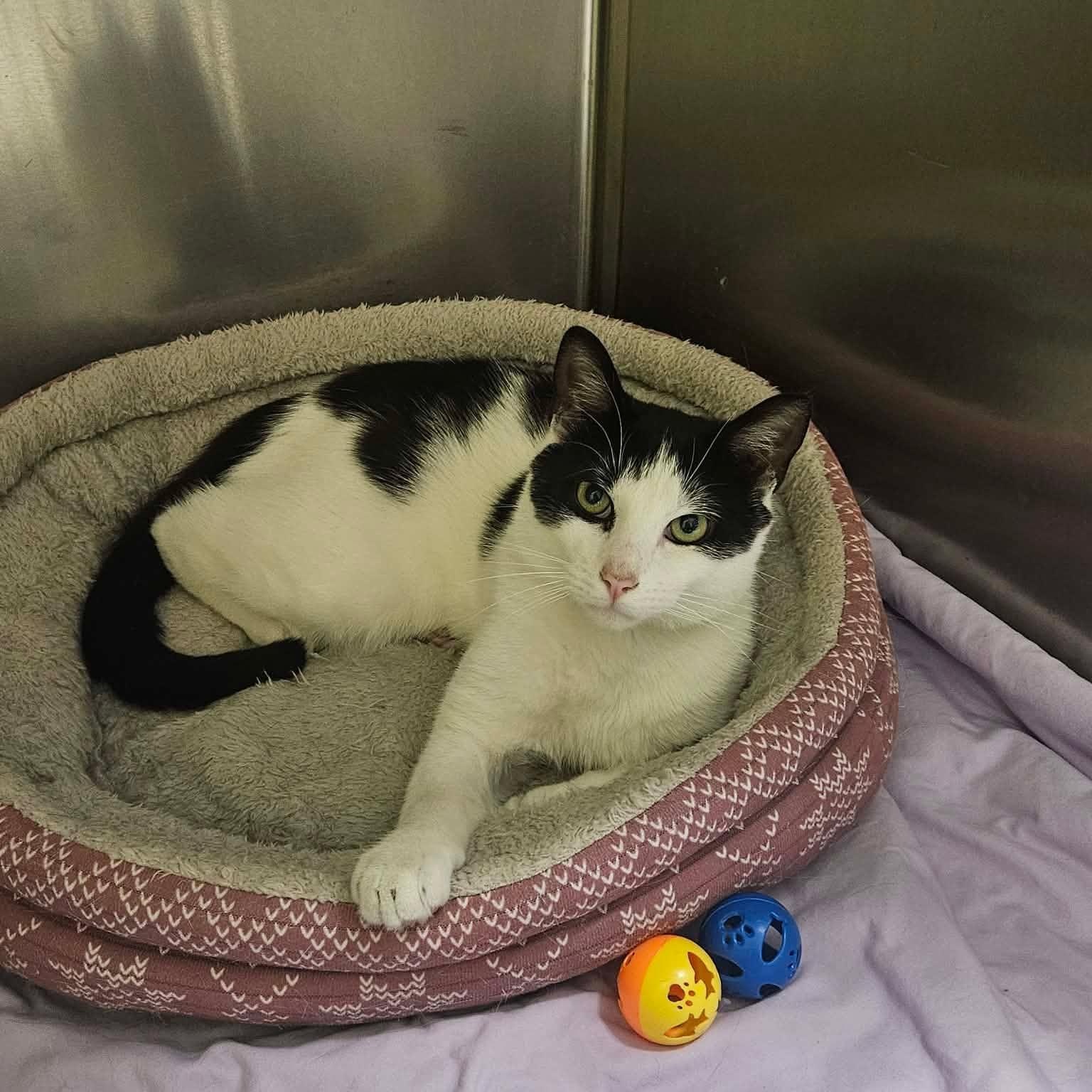 Cosmo, a Adoptable Domestic Short Hair in Richboro, PA image 1/3