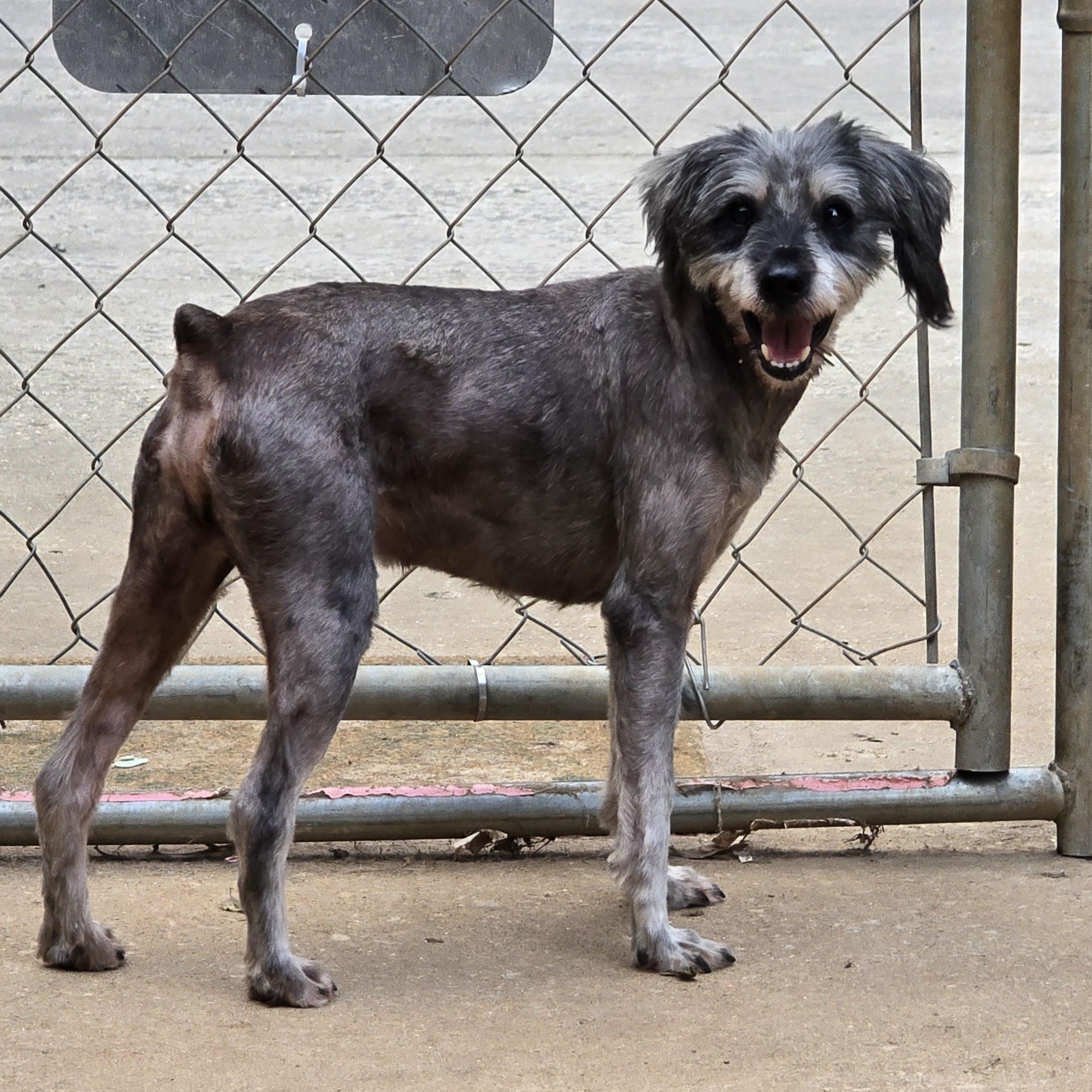 Enlarge Casper, an adopted Miniature Schnauzer in Athens, AL image 2/4