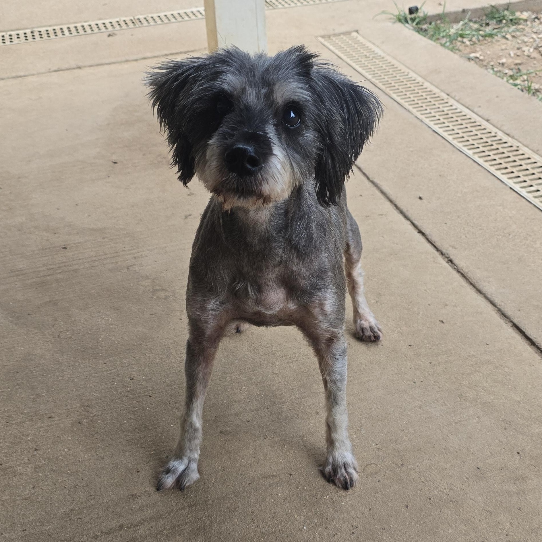 Enlarge Casper, an adopted Miniature Schnauzer in Athens, AL image 3/4