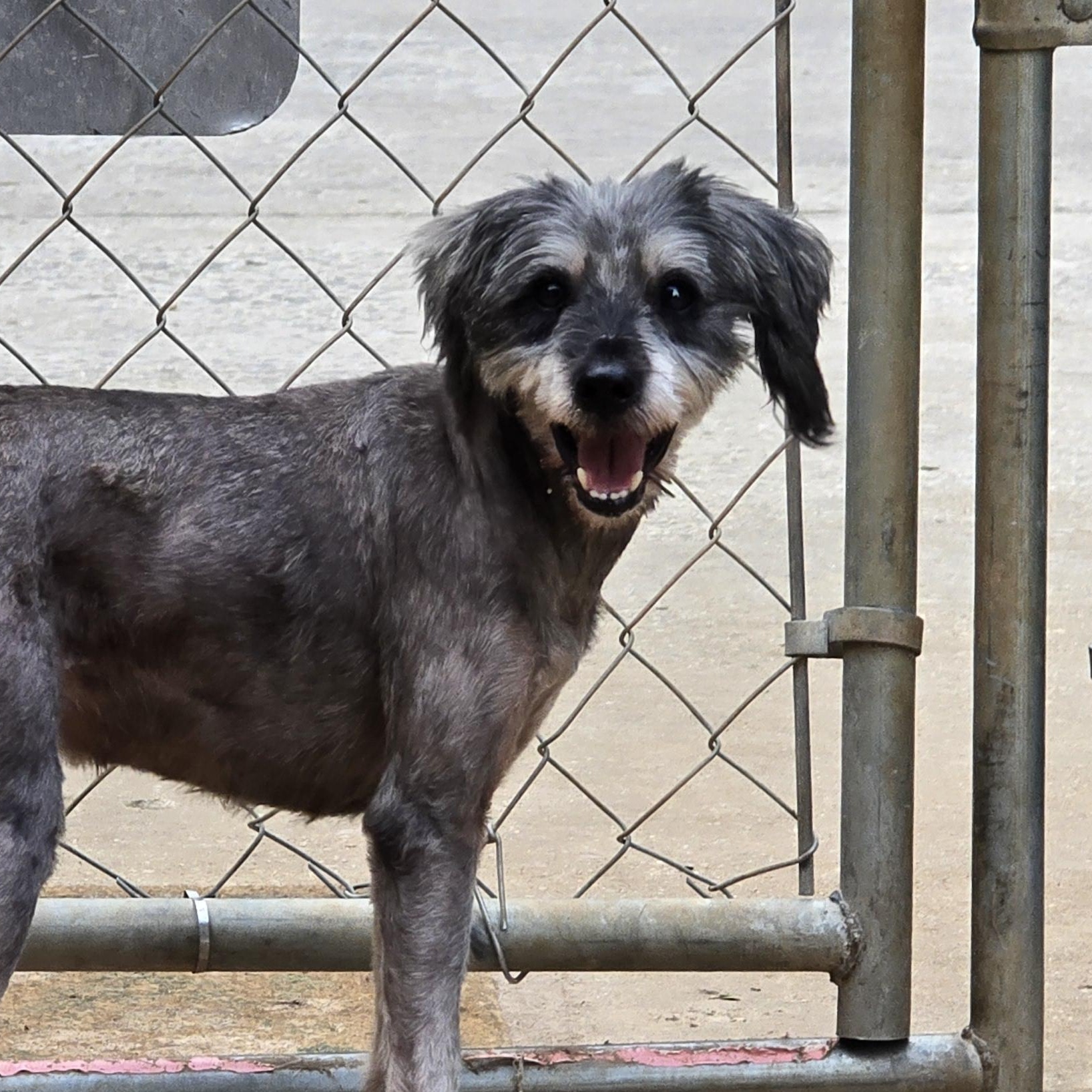 Enlarge Casper, an adopted Miniature Schnauzer in Athens, AL image 1/4