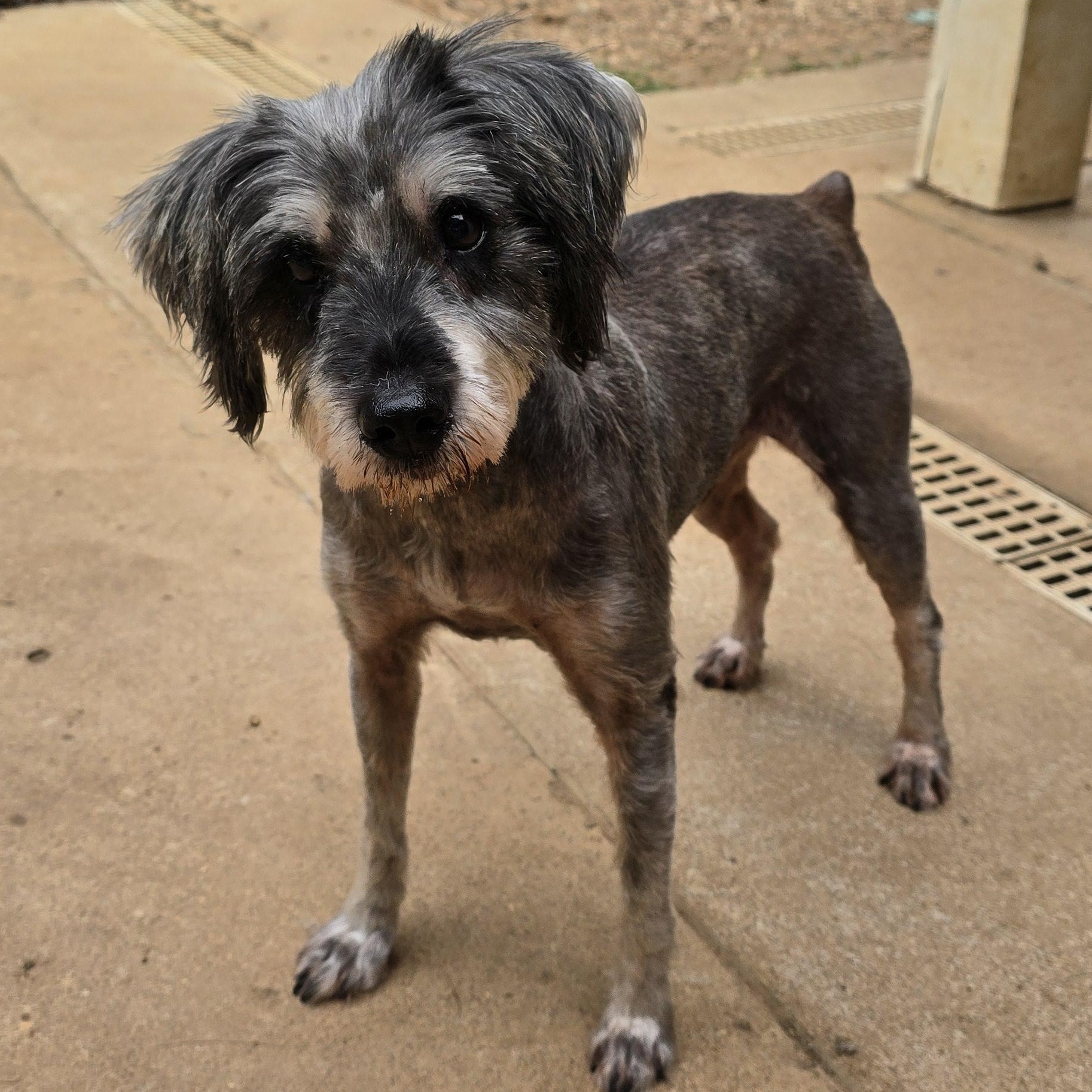 Enlarge Casper, an adopted Miniature Schnauzer in Athens, AL image 4/4