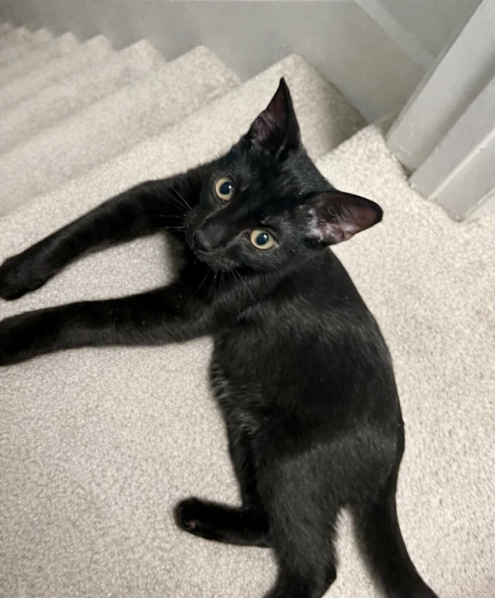 Enlarge Cole, a ADOPTABLE Domestic Short Hair in Mount Juliet, TN image 5/6