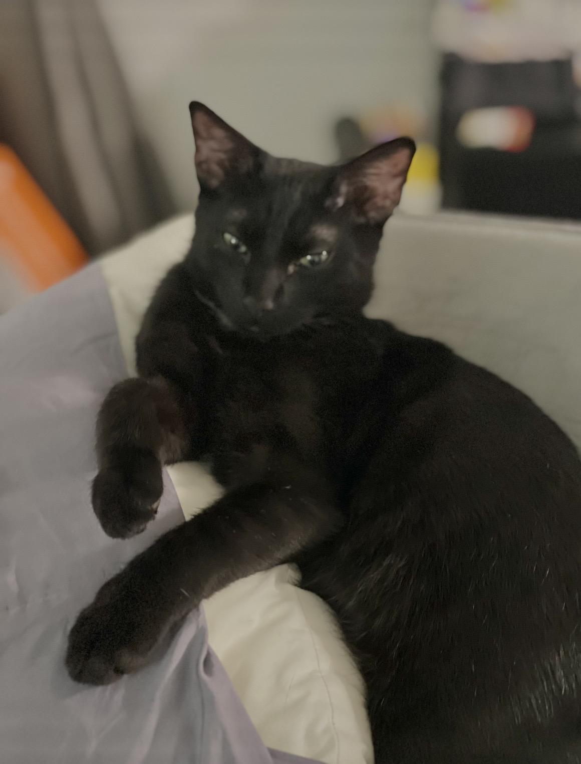 Enlarge Cole, a ADOPTABLE Domestic Short Hair in Mount Juliet, TN image 6/6