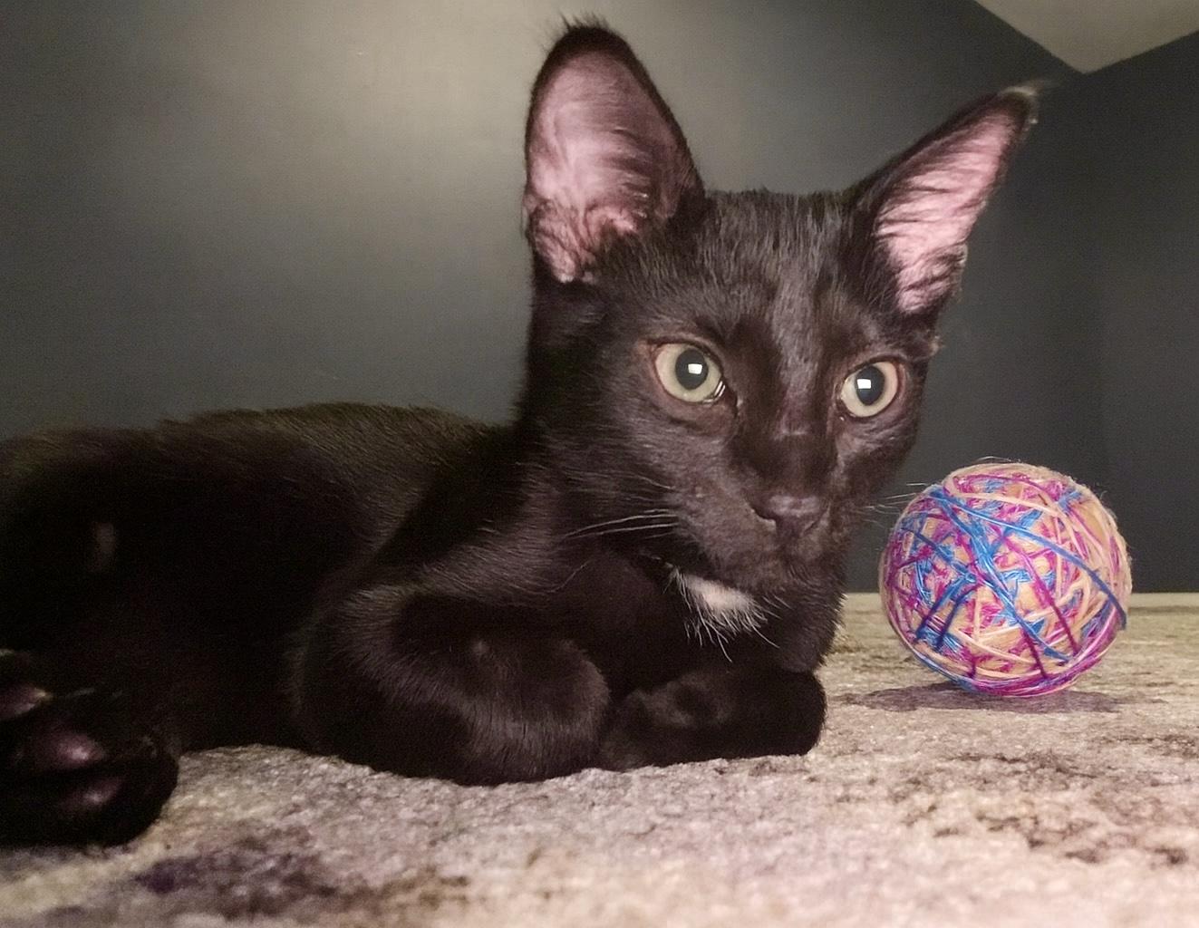Enlarge Cole, a ADOPTABLE Domestic Short Hair in Mount Juliet, TN image 3/6