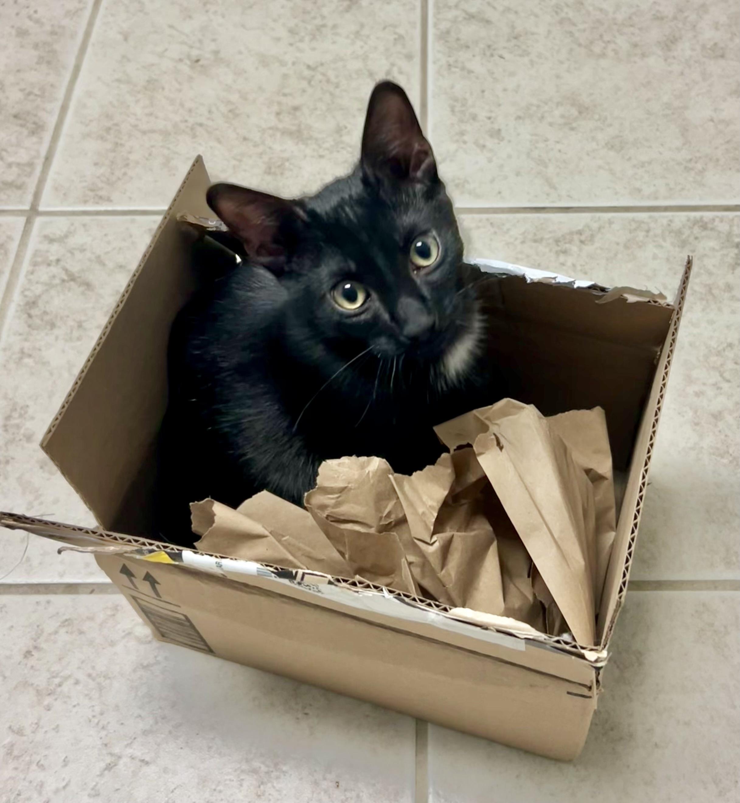 Enlarge Cole, a ADOPTABLE Domestic Short Hair in Mount Juliet, TN image 1/6