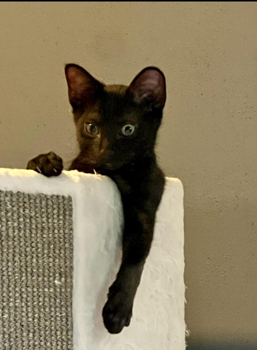 Enlarge Cole, a ADOPTABLE Domestic Short Hair in Mount Juliet, TN image 4/6