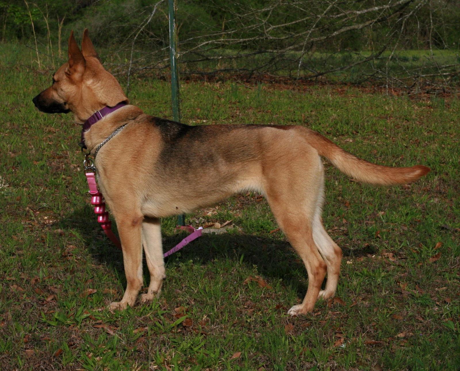 Enlarge Blondie, a Adoptable mixed breed in Attalla, AL image 3/3
