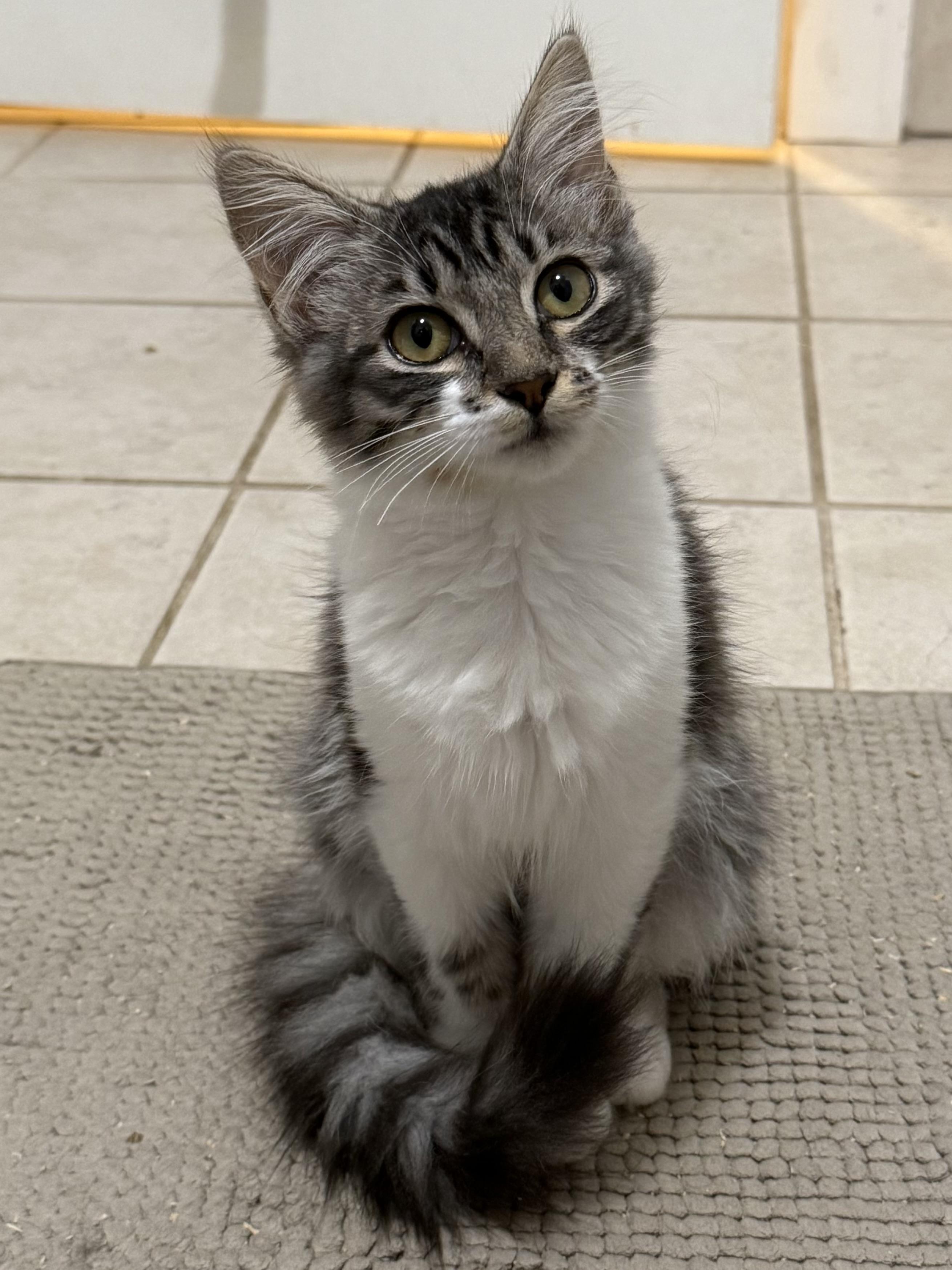 Enlarge Canasta, an adopted mixed breed in Chattanooga, TN image 2/4