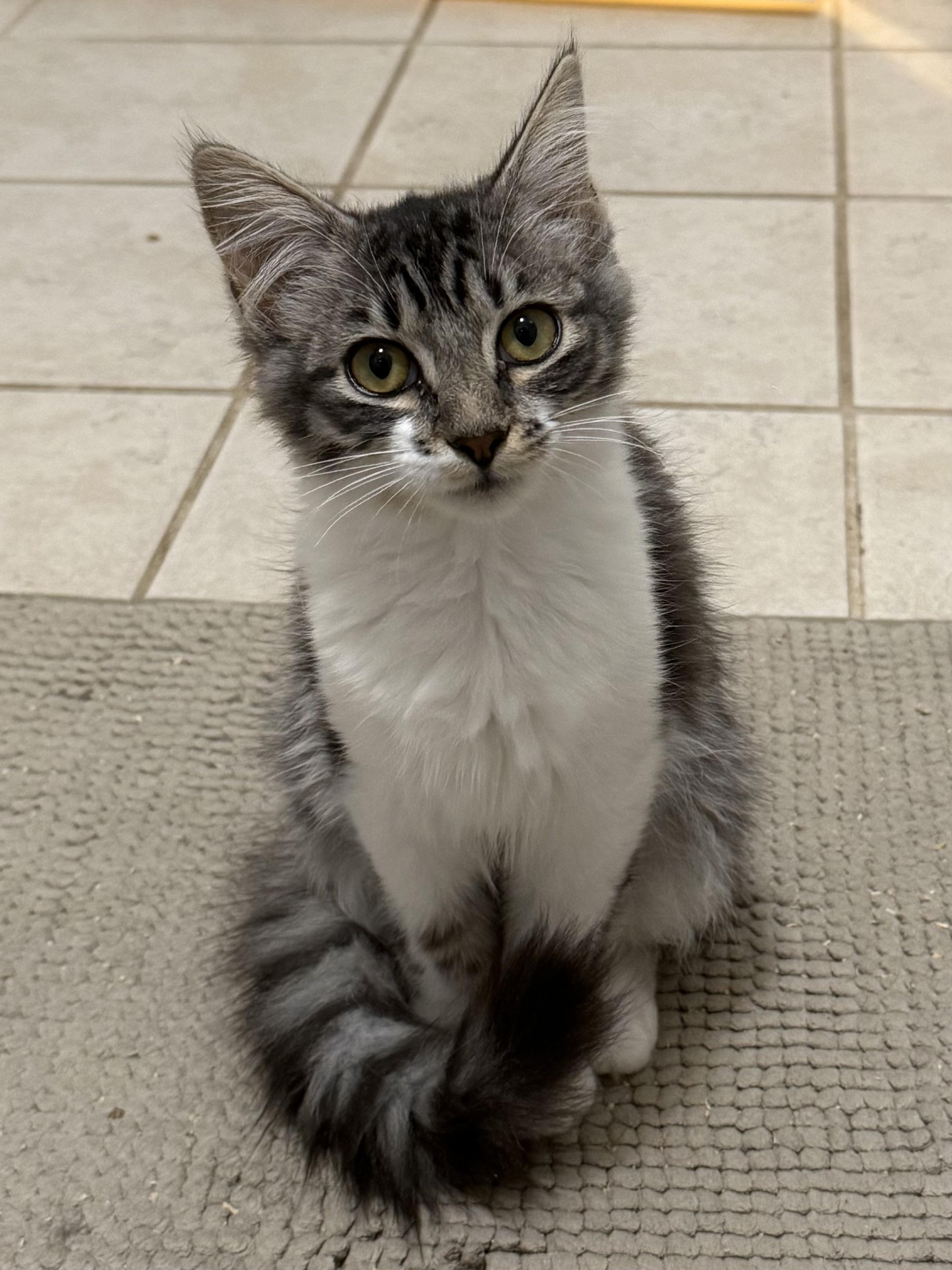 Canasta, adopted, Young Female Domestic Medium Hair & Tabby.