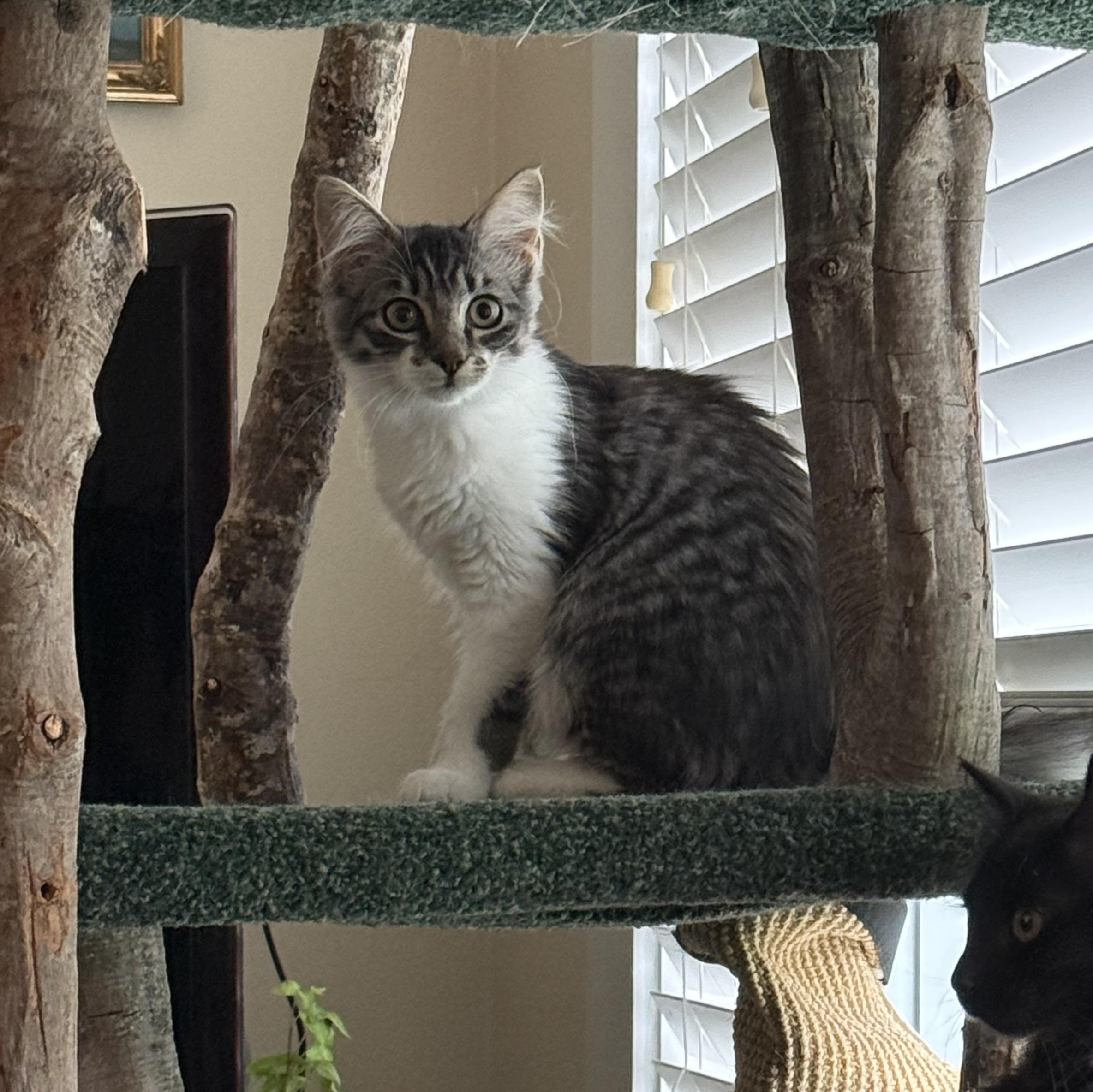 Enlarge Canasta, an adopted mixed breed in Chattanooga, TN image 3/4