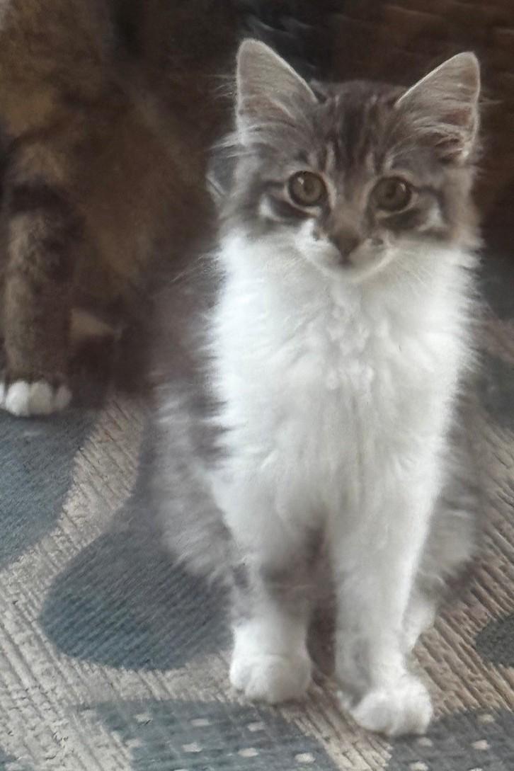 Enlarge Canasta, an adopted mixed breed in Chattanooga, TN image 4/4