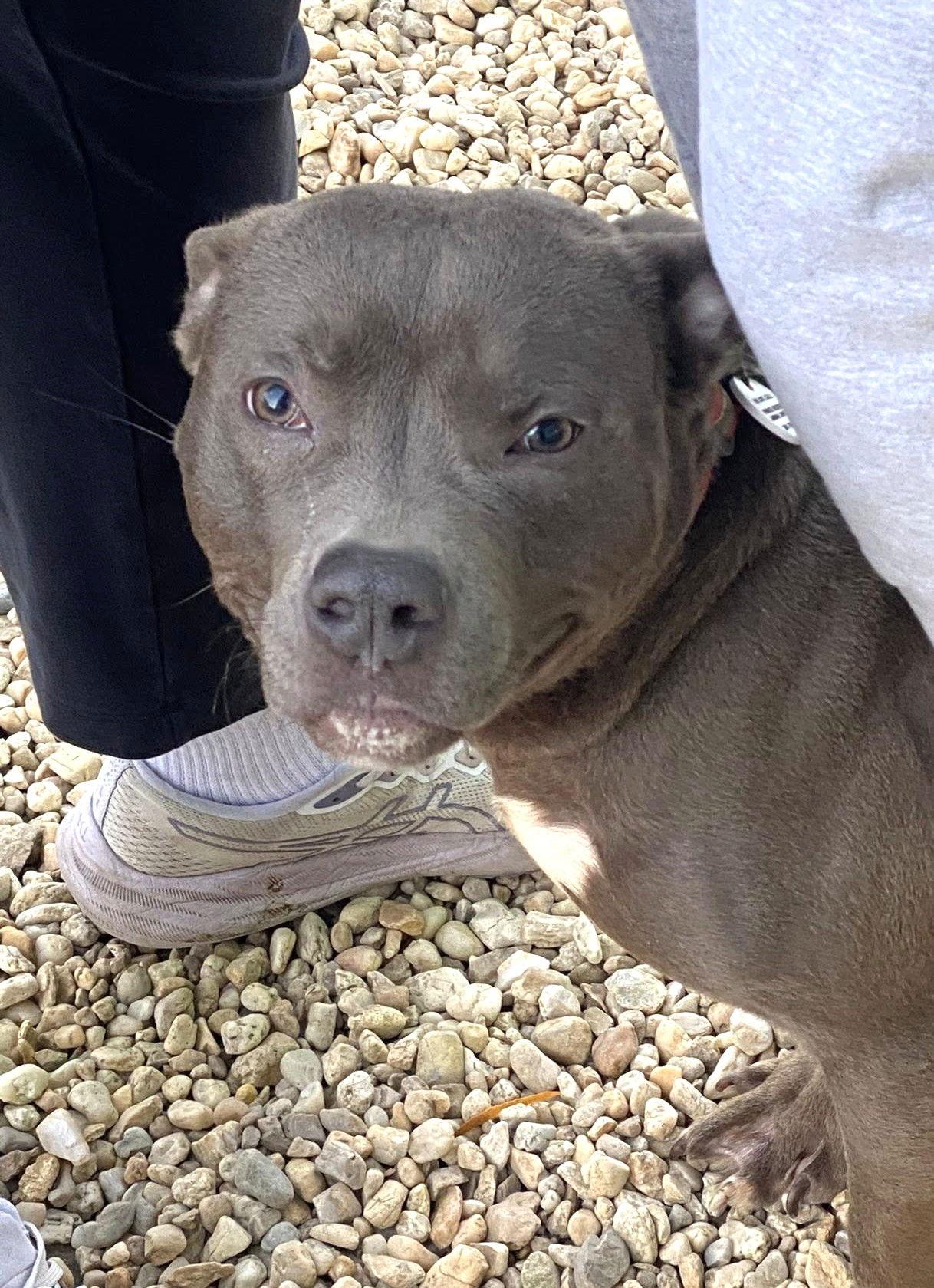 Mouse (fka Jason), Adopted, Young Male Pit Bull Terrier.