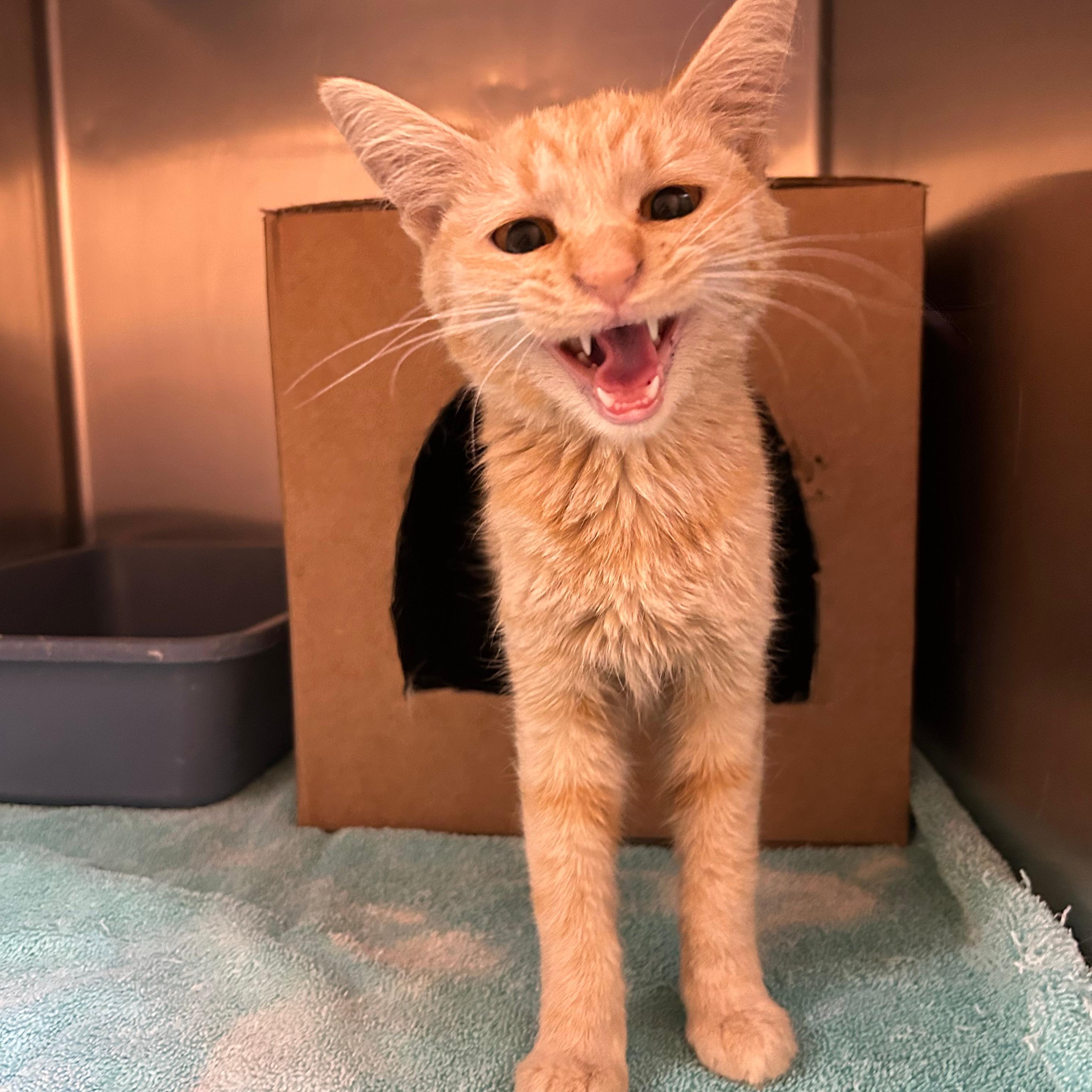 Ducky, ADOPTABLE, Kitten Female Domestic Short Hair.