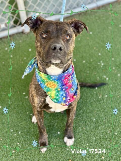 Enlarge VIOLET, a ADOPTABLE Pit Bull Terrier in Marietta, GA image 3/6