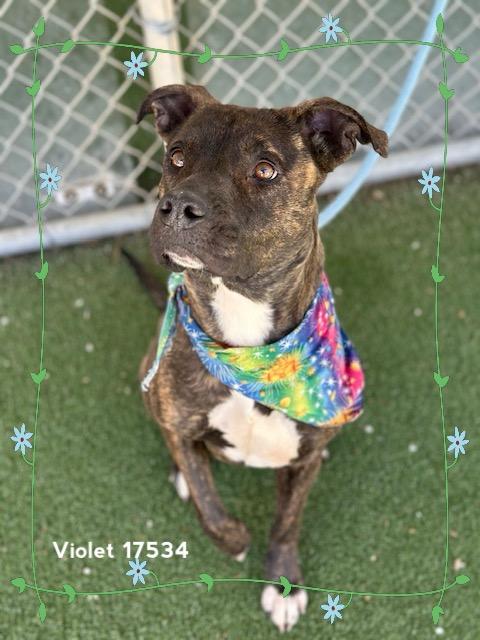 Enlarge VIOLET, a ADOPTABLE Pit Bull Terrier in Marietta, GA image 2/6