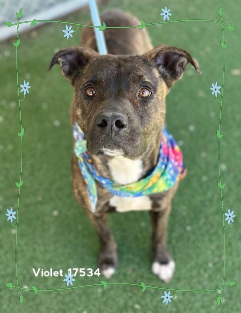 VIOLET, ADOPTABLE, Young Female Pit Bull Terrier.
