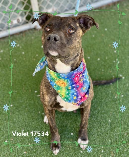 Enlarge VIOLET, a ADOPTABLE Pit Bull Terrier in Marietta, GA image 5/6