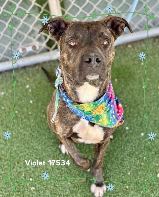 Enlarge VIOLET, a ADOPTABLE Pit Bull Terrier in Marietta, GA image 6/6