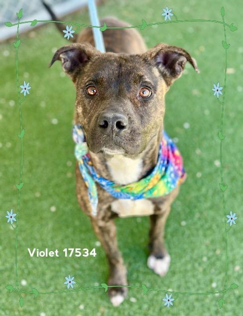 Enlarge VIOLET, a ADOPTABLE Pit Bull Terrier in Marietta, GA image 4/6