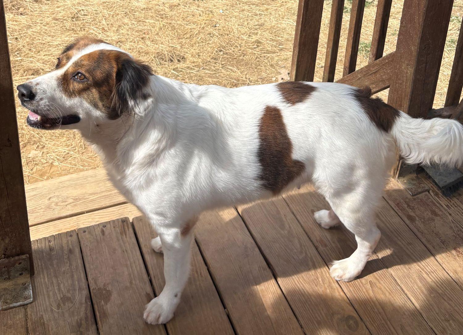 Enlarge 260532  Hildegard, a Adoptable Australian Shepherd in Wetumpka, AL image 1/3