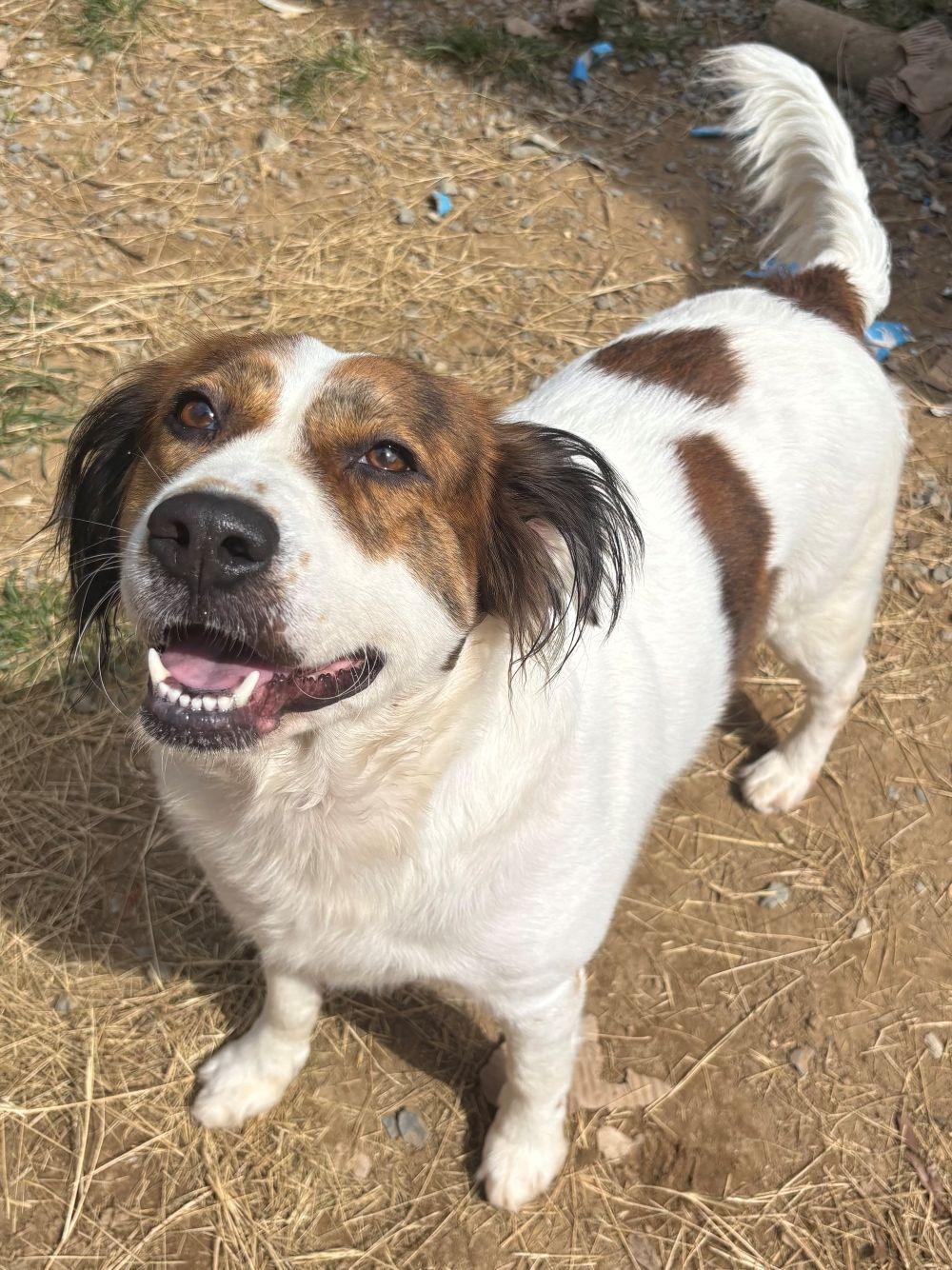 Enlarge 260532  Hildegard, a Adoptable Australian Shepherd in Wetumpka, AL image 2/3