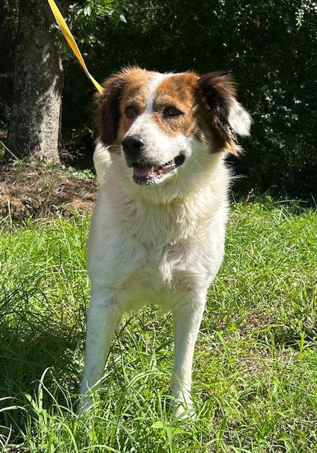 260532  Hildegard, Adoptable, Adult Female Australian Shepherd.