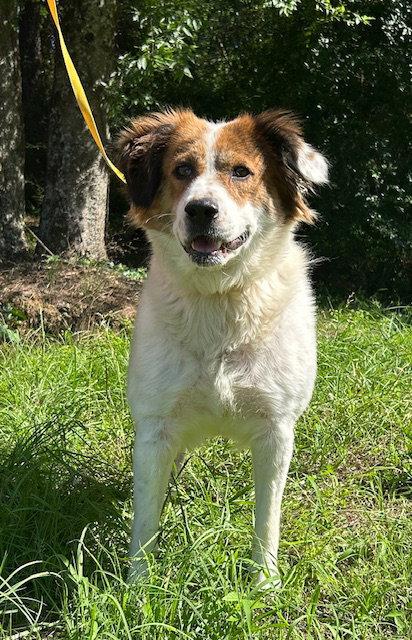 Enlarge 260532  Hildegard, a Adoptable Australian Shepherd in Wetumpka, AL image 2/3