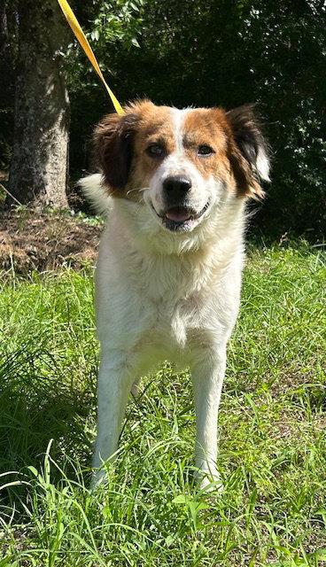 Enlarge 260532  Hildegard, a Adoptable Australian Shepherd in Wetumpka, AL image 3/3