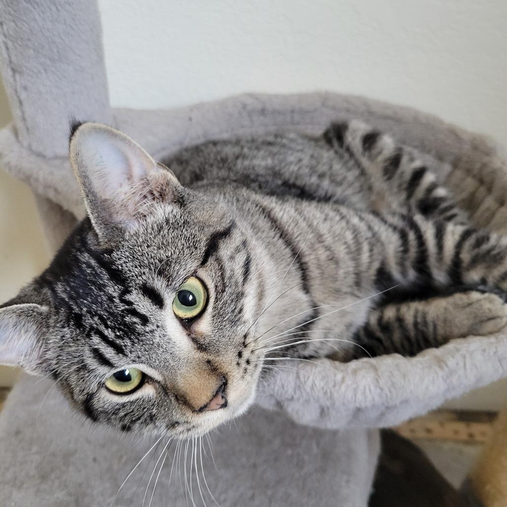 Enlarge Eddie, a Adoptable Domestic Short Hair in Sioux Falls, SD image 1/1