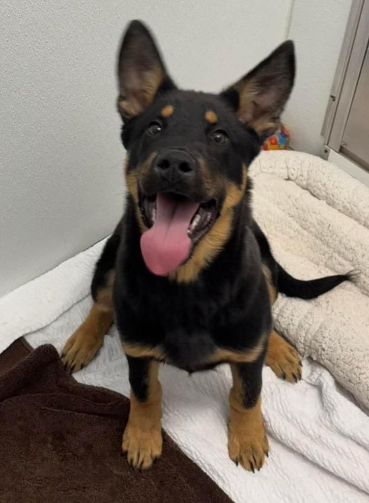 Jax, Adoptable, Puppy Male German Shepherd Dog & Husky.