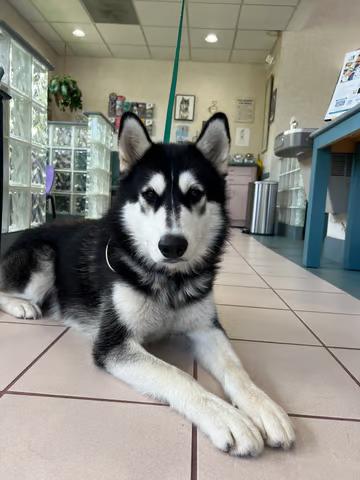 Atlas