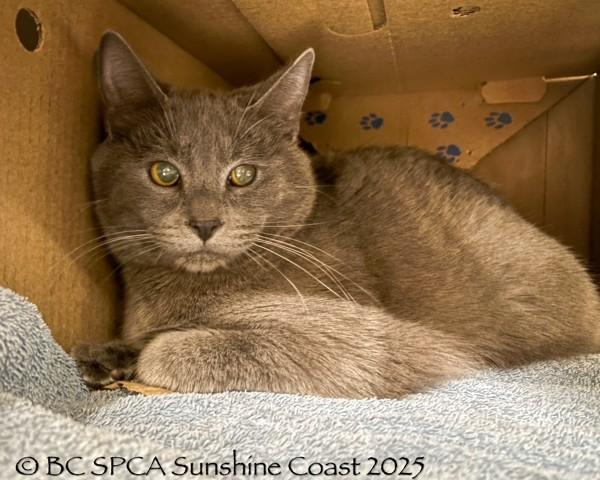 Enlarge Giblet, a Adoptable mixed breed in Sechelt, BC image 2/2