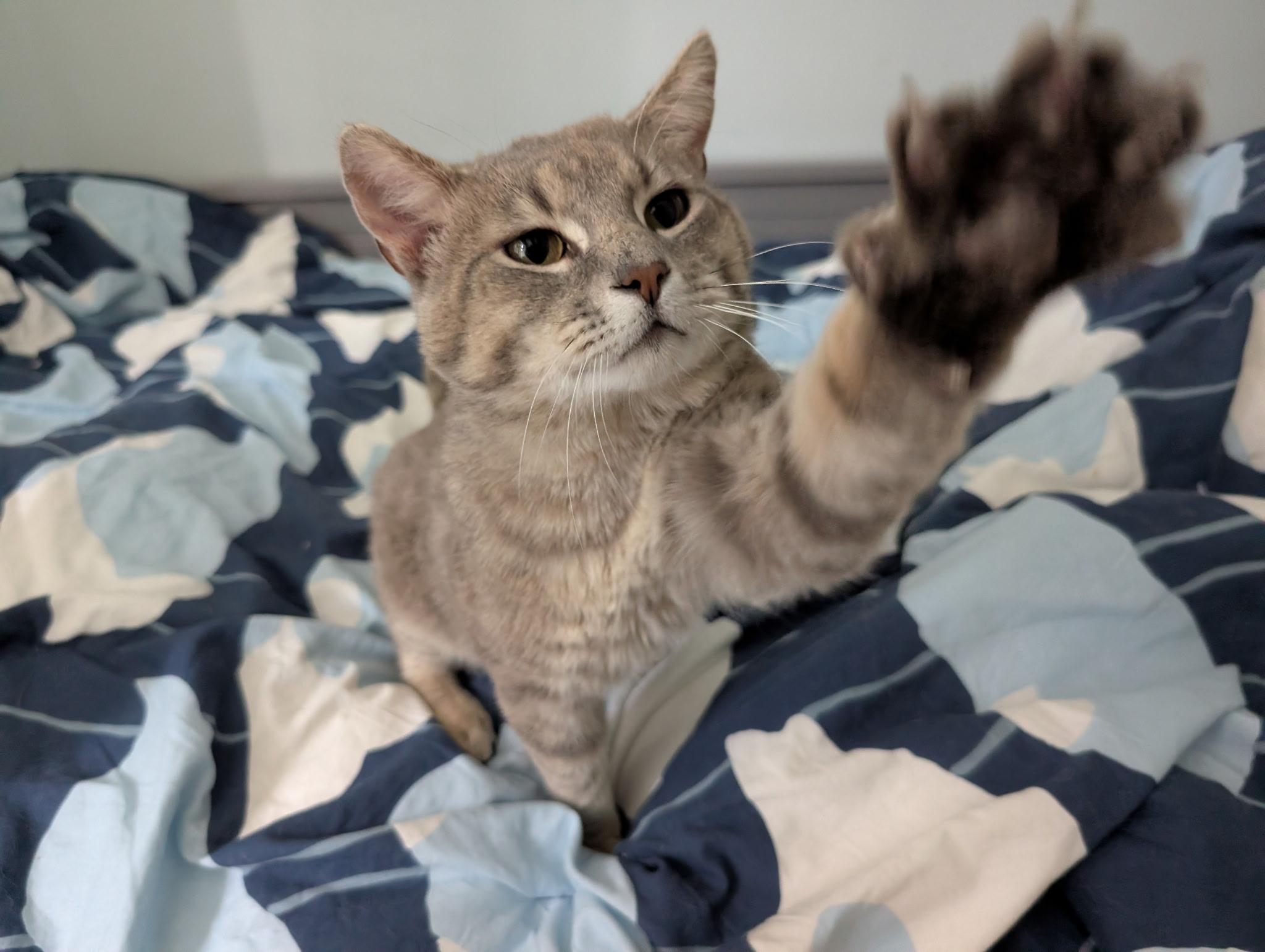 Enlarge Travis (bonded with Trevor), a ADOPTABLE Domestic Short Hair in Barrington Hills, IL image 4/6