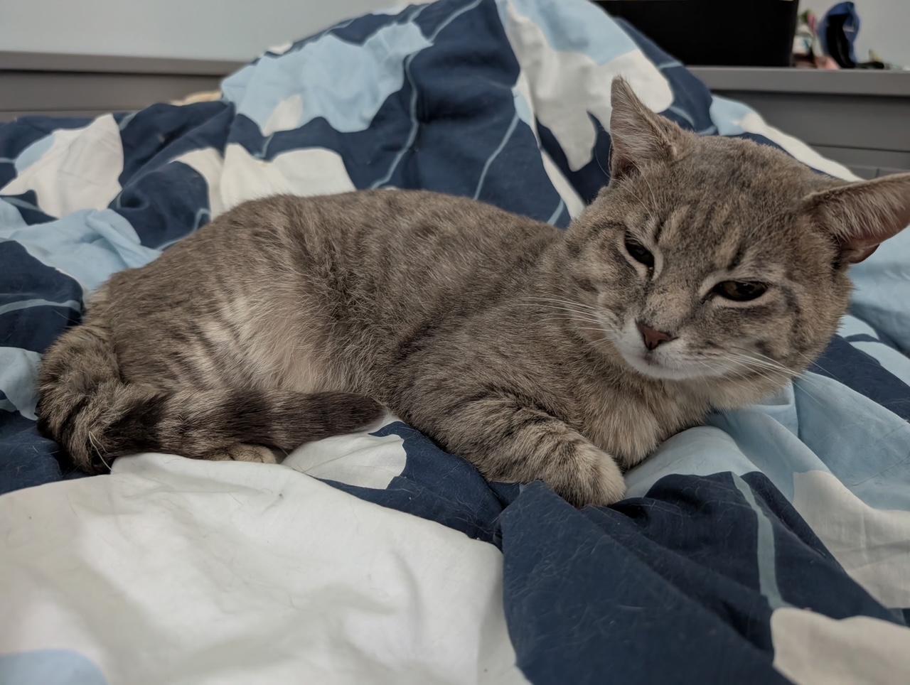 Enlarge Travis (bonded with Trevor), a ADOPTABLE Domestic Short Hair in Barrington Hills, IL image 5/6