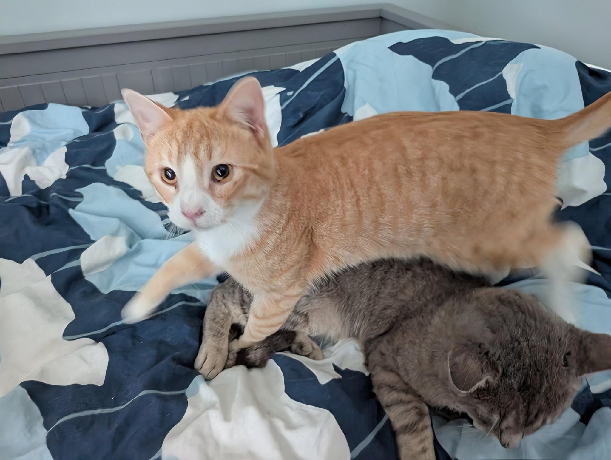 Enlarge Travis (bonded with Trevor), a ADOPTABLE Domestic Short Hair in Barrington Hills, IL image 6/6
