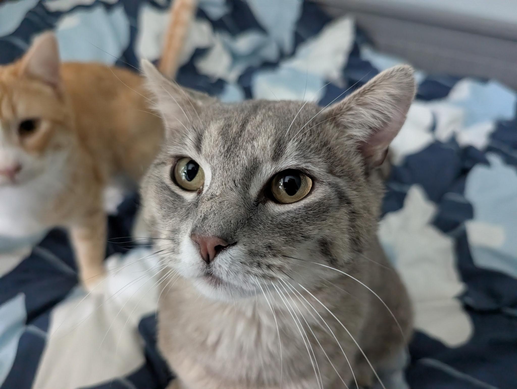 Travis (bonded with Trevor), ADOPTABLE, Young Male Domestic Short Hair.