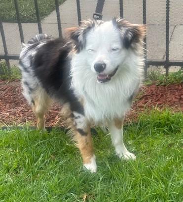 BLUE, ADOPTABLE, Young Male Australian Shepherd.