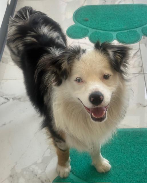 Enlarge BLUE, a ADOPTABLE mixed breed in Bell Gardens, CA image 4/6