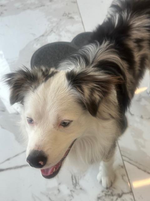 Enlarge BLUE, a ADOPTABLE mixed breed in Bell Gardens, CA image 6/6