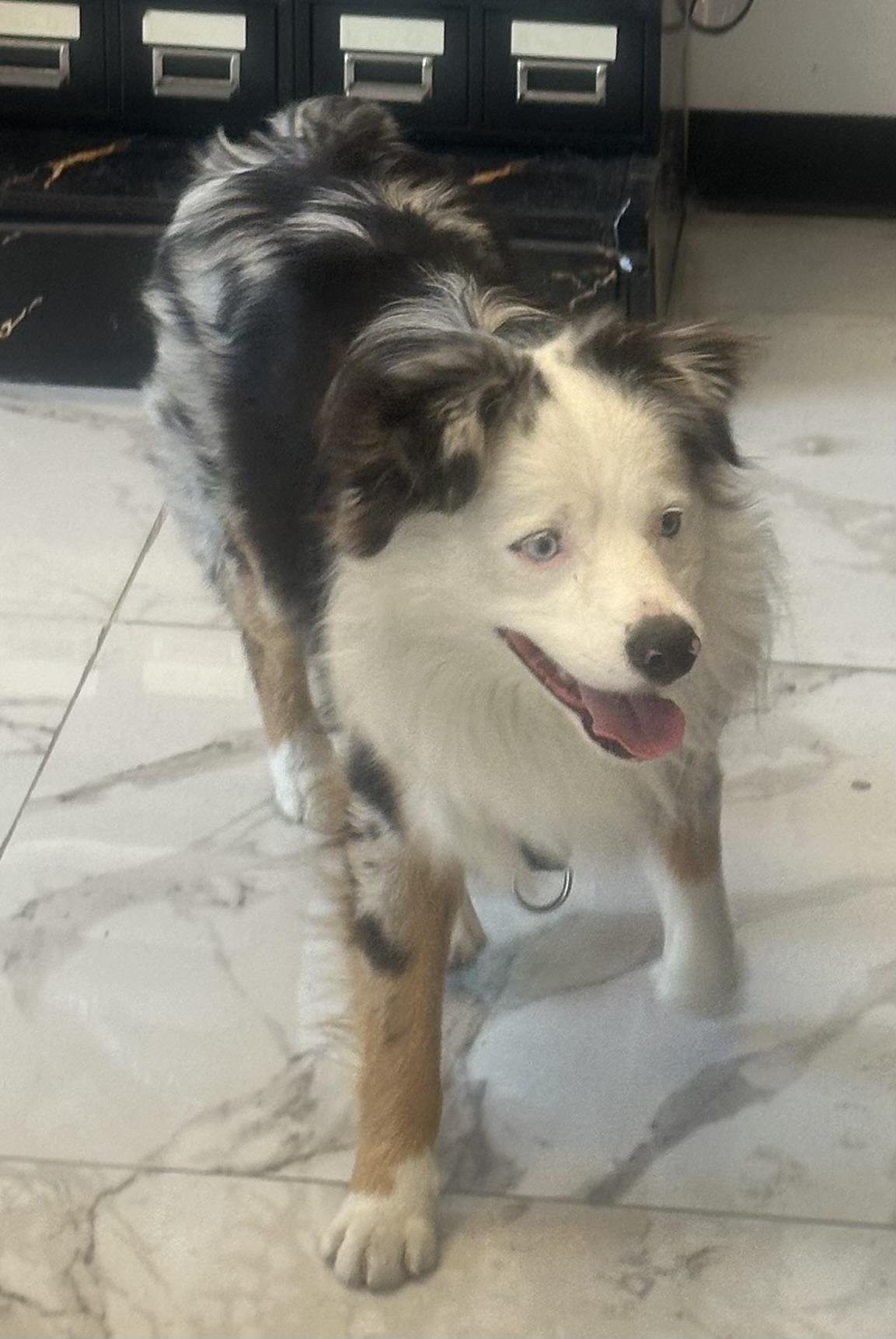 Enlarge BLUE, a ADOPTABLE mixed breed in Bell Gardens, CA image 5/6