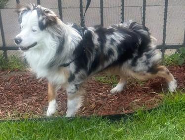 Enlarge BLUE, a ADOPTABLE mixed breed in Bell Gardens, CA image 3/6