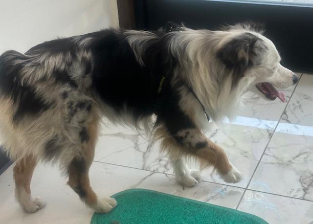 Enlarge BLUE, a ADOPTABLE mixed breed in Bell Gardens, CA image 2/6