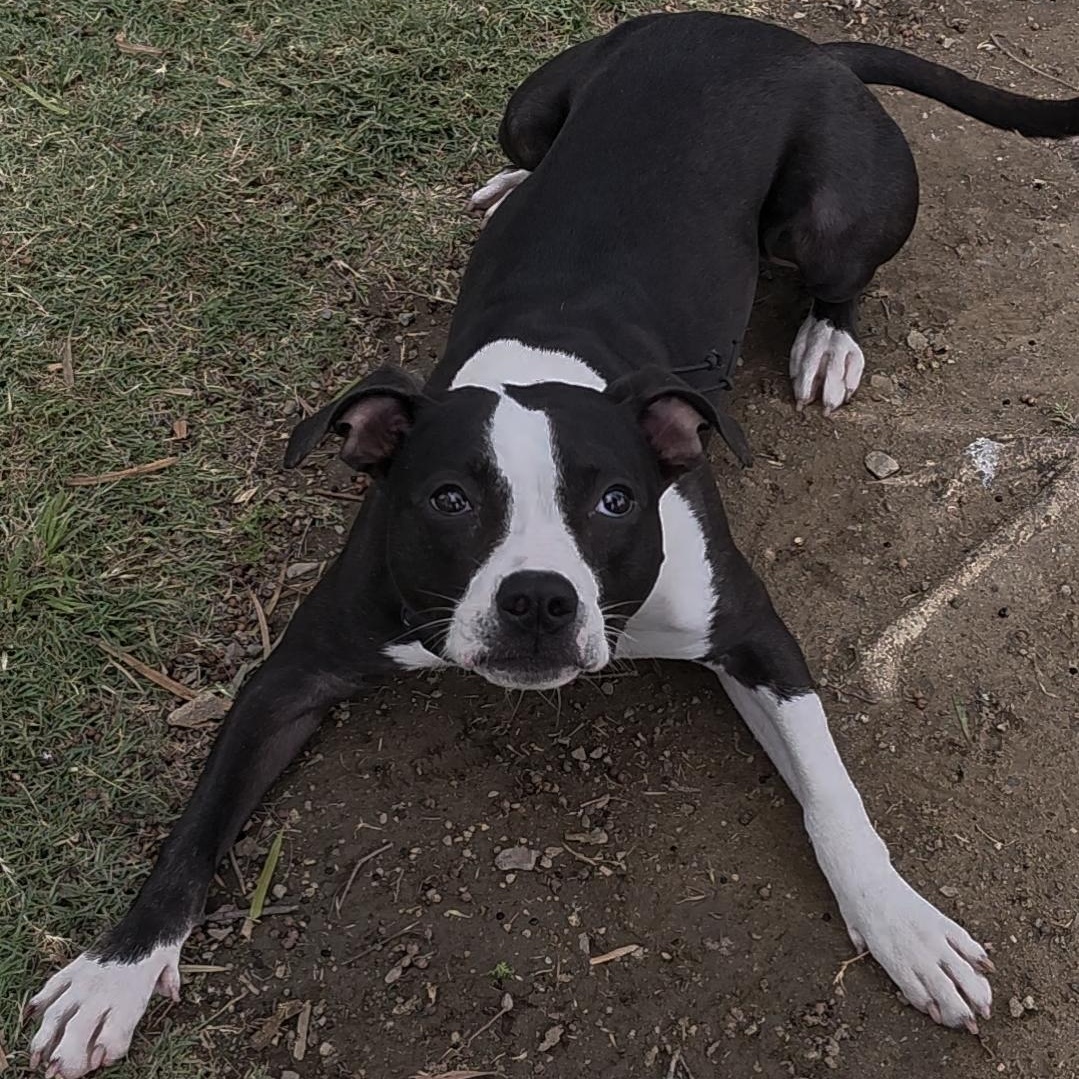 Tay Tay, a ADOPTABLE mixed breed in Whittier, CA image 3/3