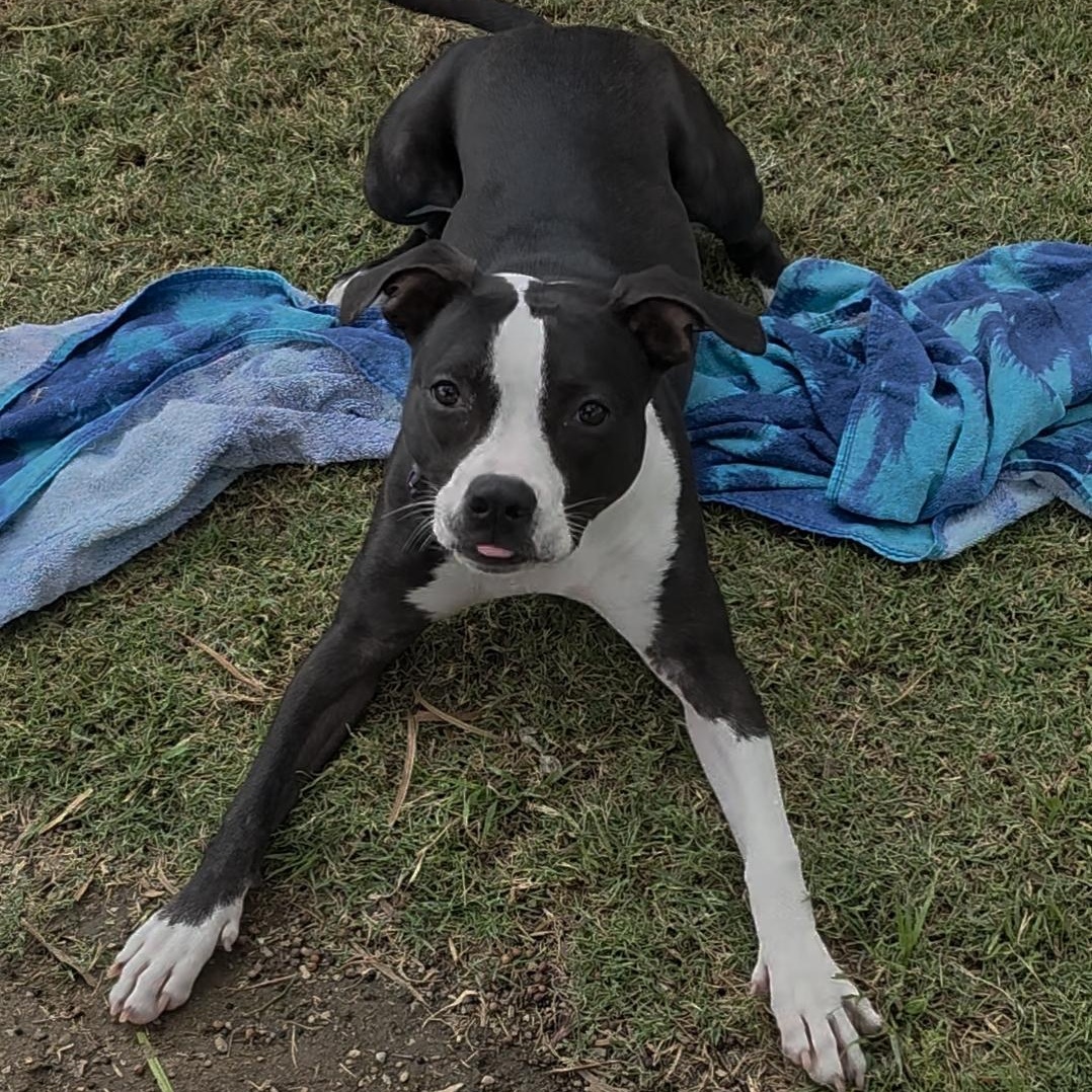 Tay Tay, a ADOPTABLE mixed breed in Whittier, CA image 2/3