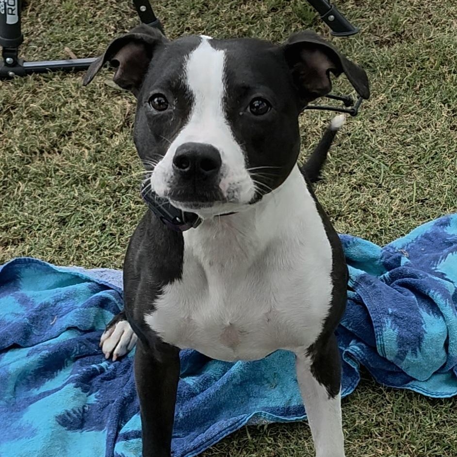 Tay Tay, ADOPTABLE, Young Female American Staffordshire Terrier & Pit Bull Terrier.