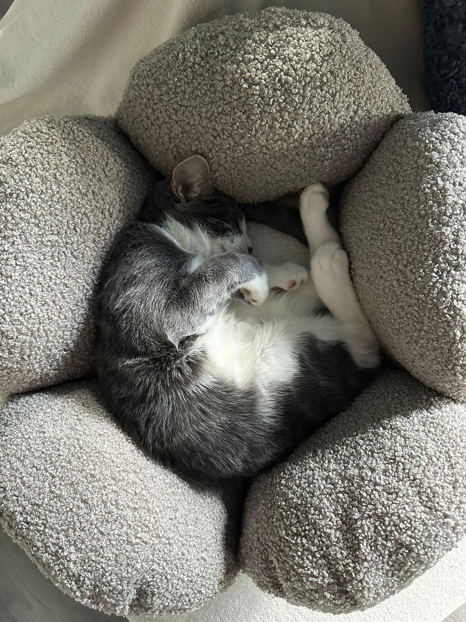 Gretel, a Adoptable American Shorthair in Brooklyn, NY image 1/2